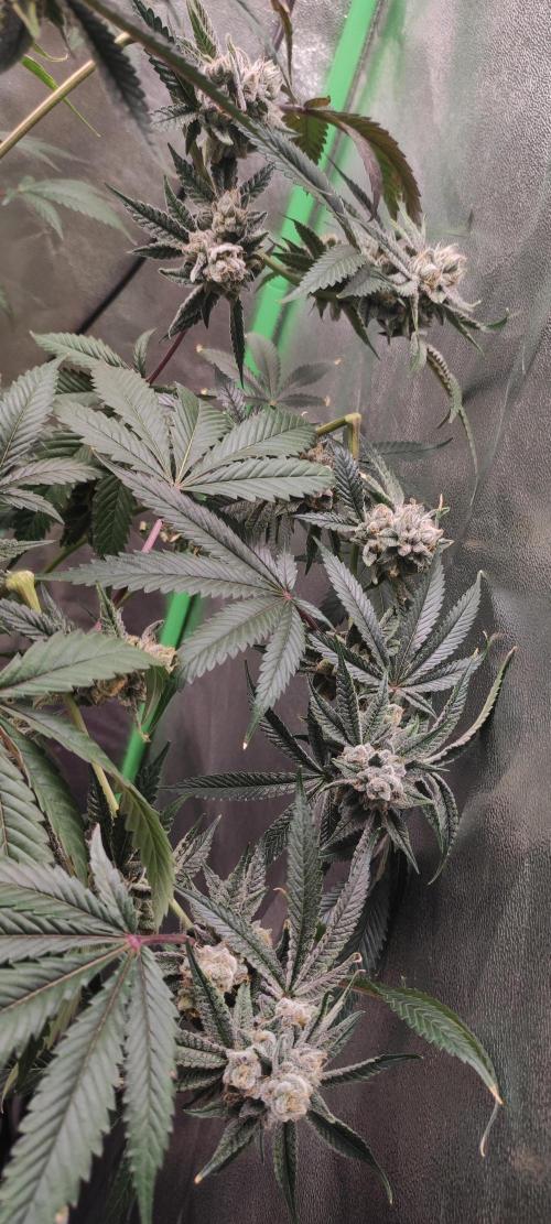Mimosa #1. Week 13
