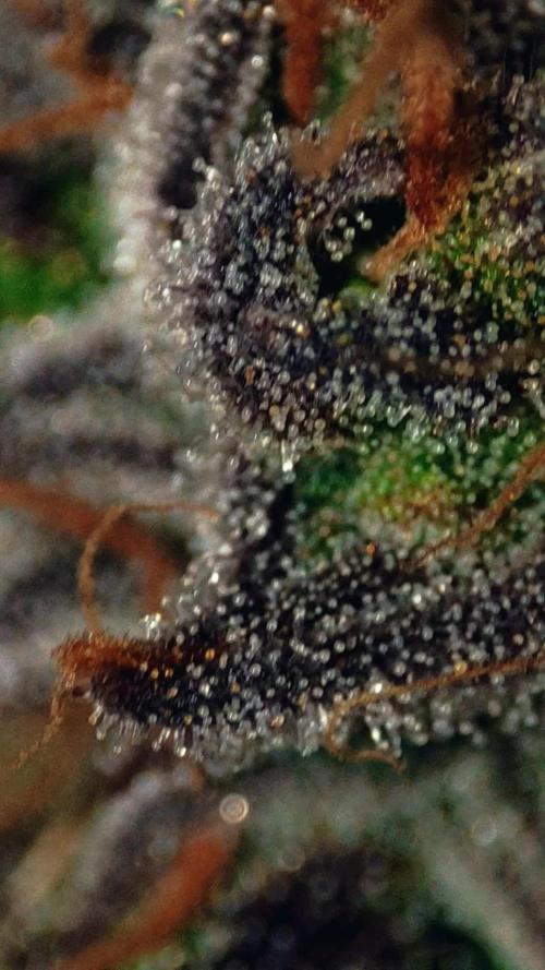 Mimosa #1