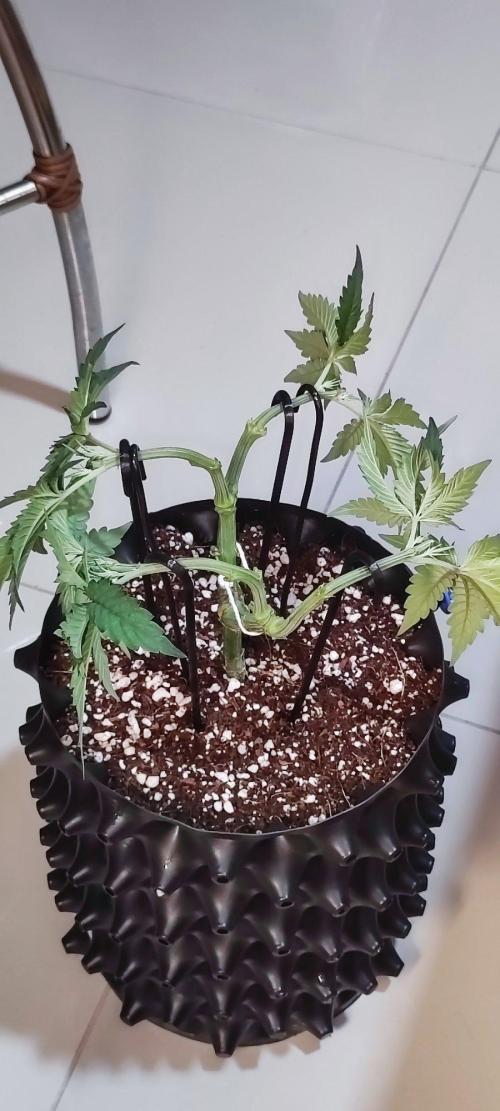 Georgia Pie. Week 5