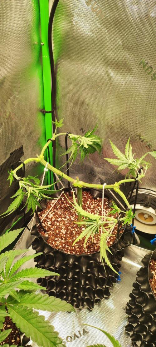 Sherbet. Week 5