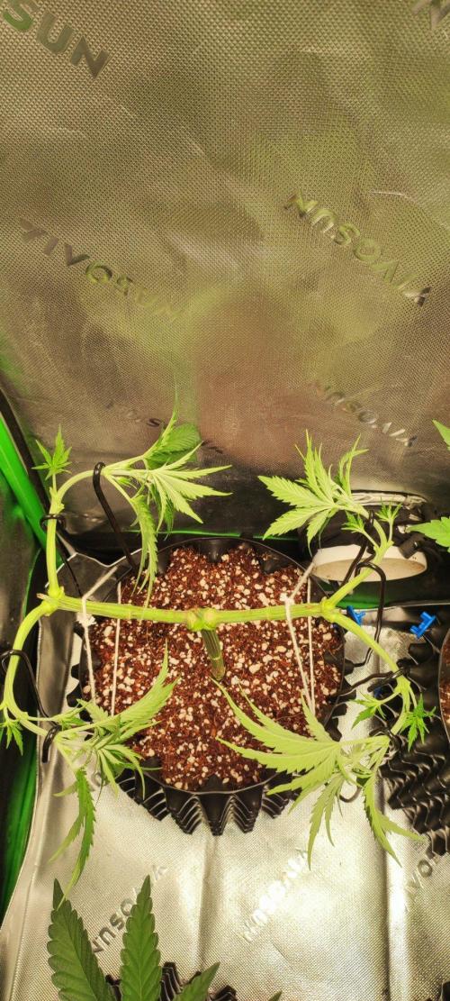 Sherbet. Week 5