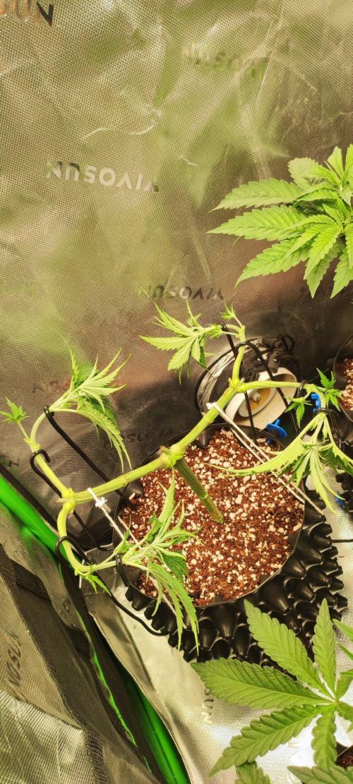 Sherbet. Week 5