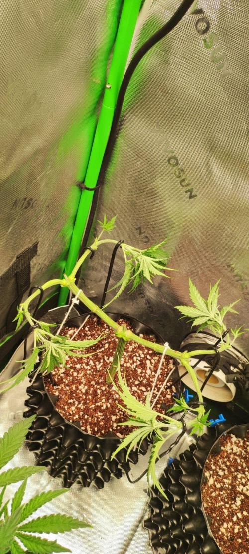 Sherbet. Week 5