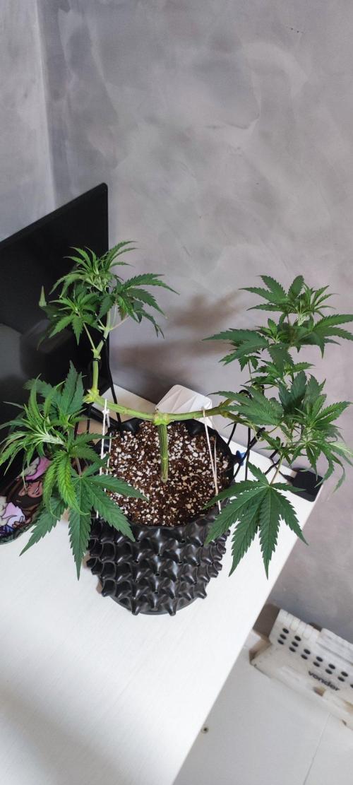 Sherbet. Week 5