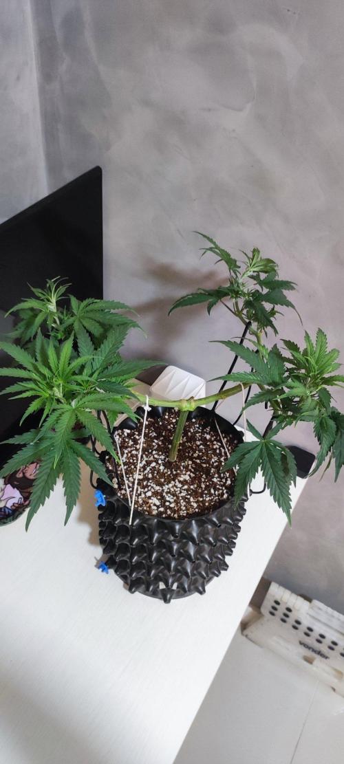 Sherbet. Week 5