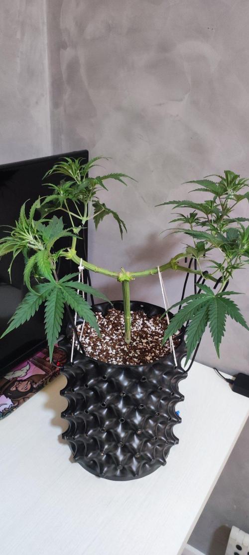Sherbet. Week 5