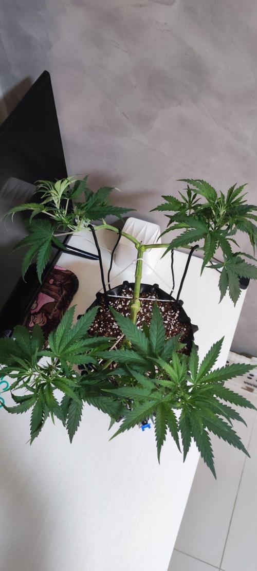 Sherbet. Week 5
