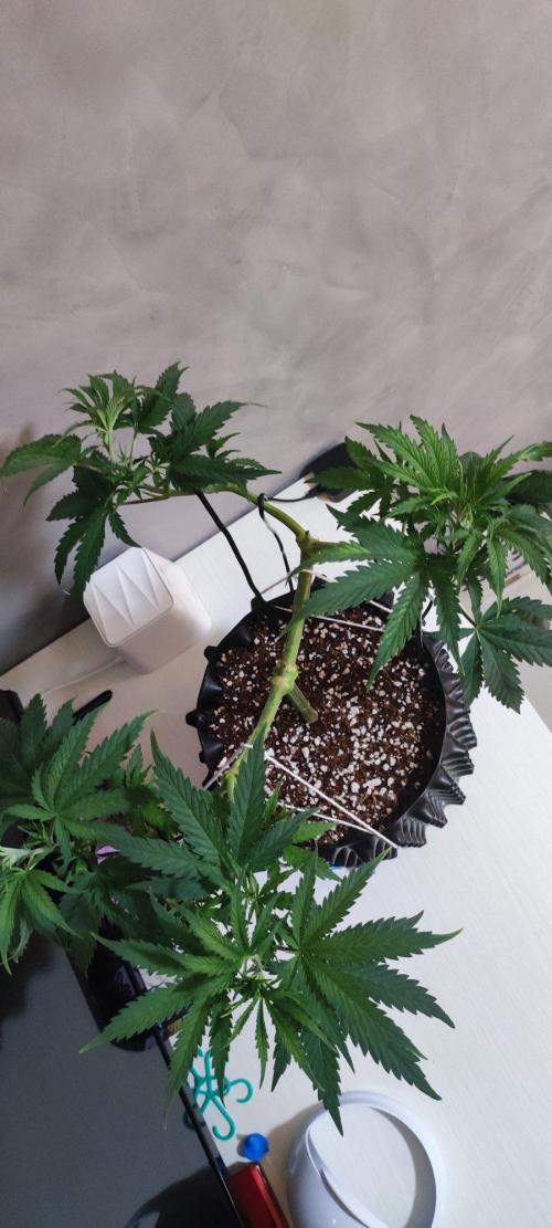 Sherbet. Week 5