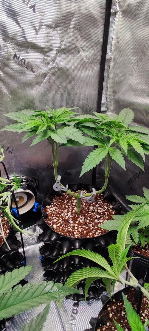Gorilla Candy. Week 5
