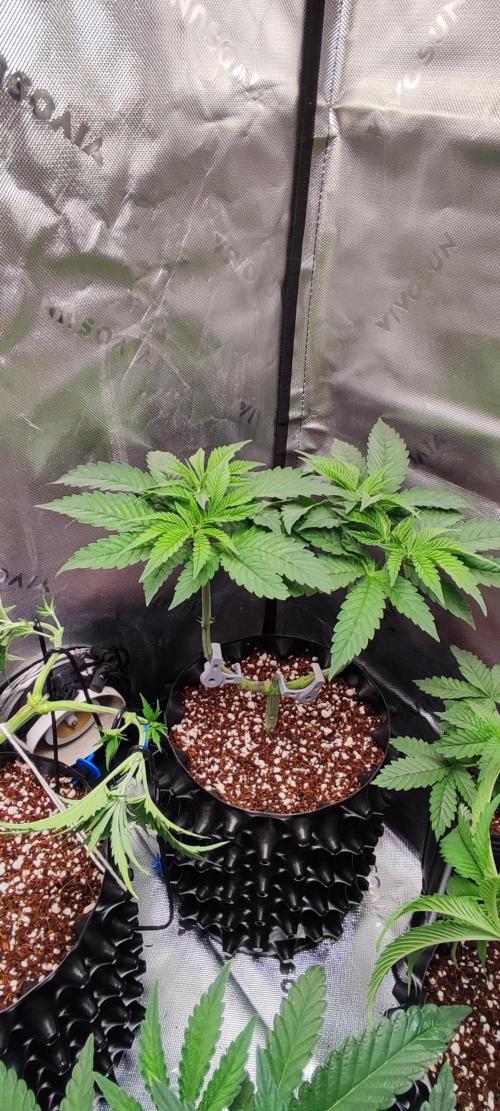 Gorilla Candy. Week 5