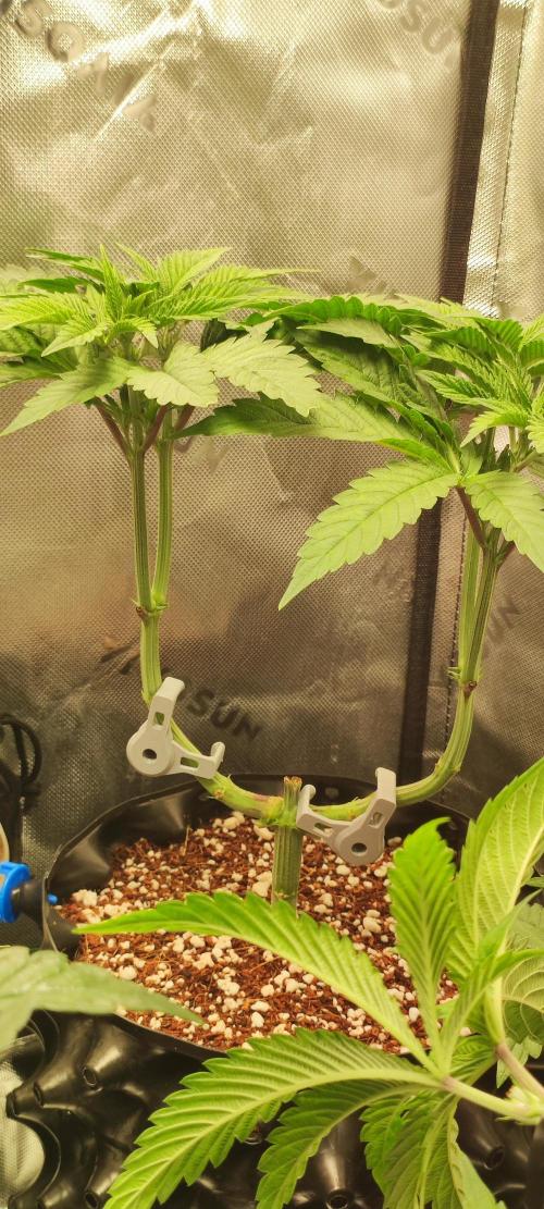 Gorilla Candy. Week 5