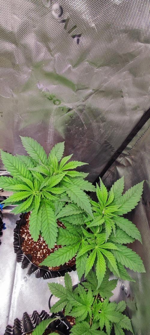 Gorilla Candy. Week 5