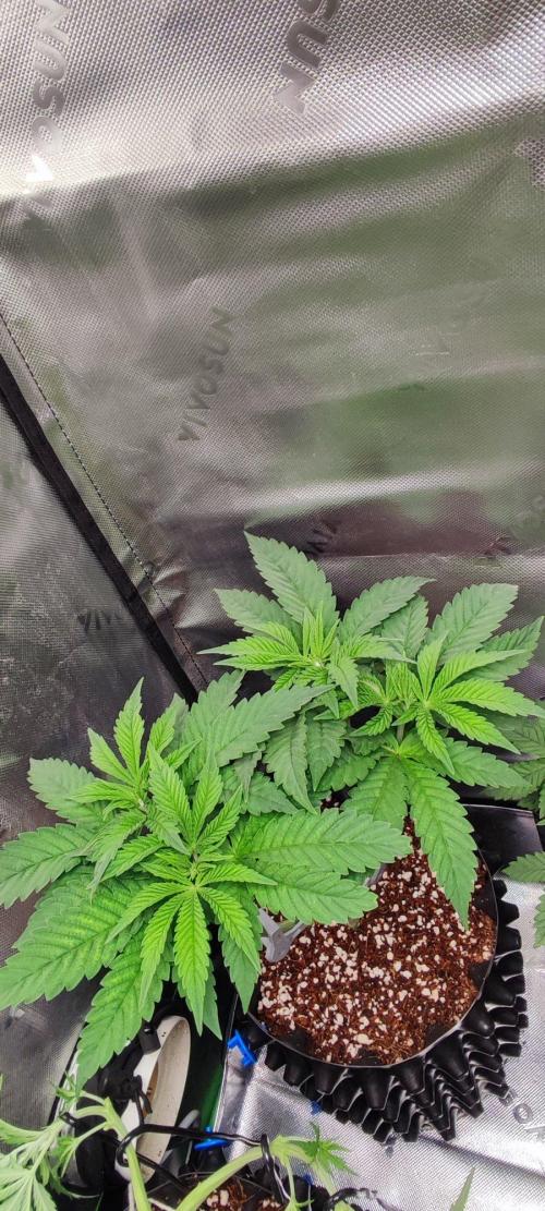 Gorilla Candy. Week 5