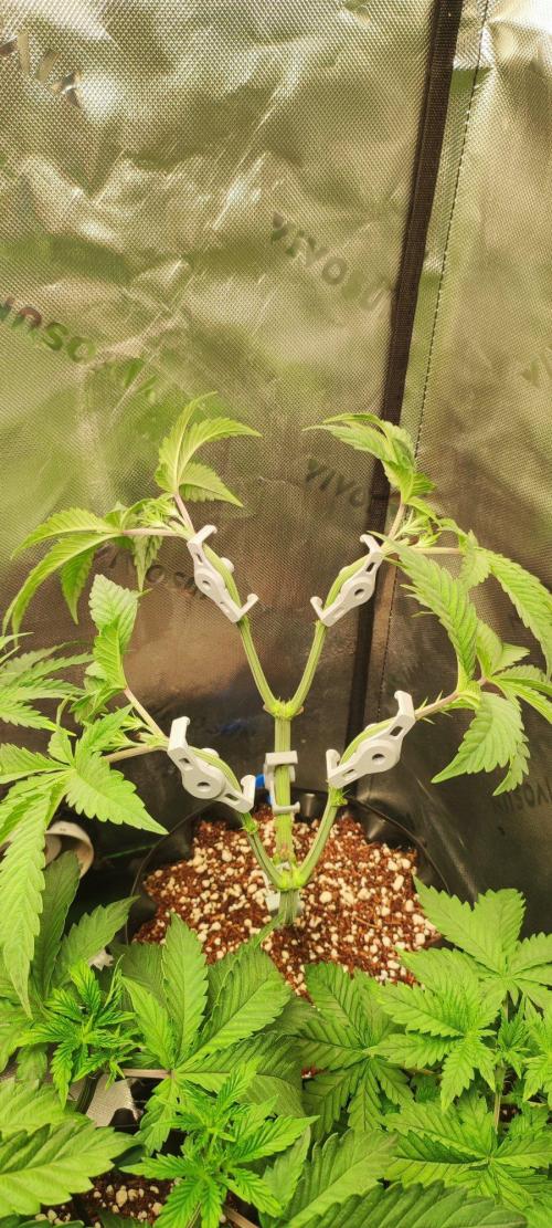 Gorilla Candy. Week 5