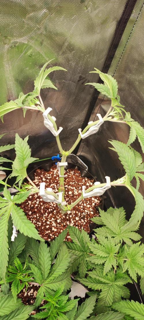Gorilla Candy. Week 5