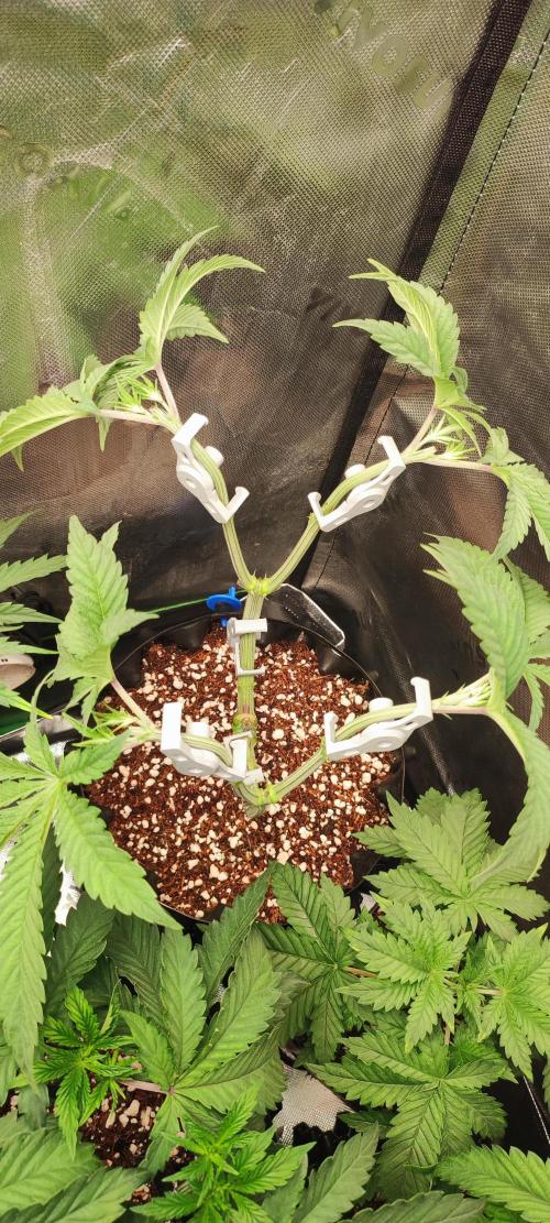 Gorilla Candy. Week 5