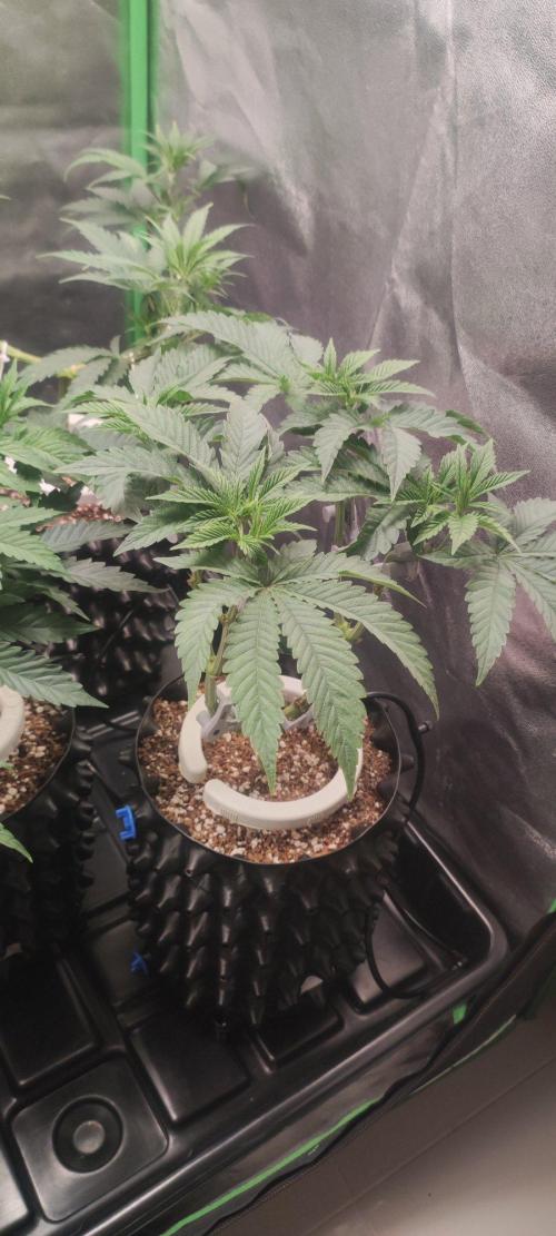Gorilla Candy. Week 5