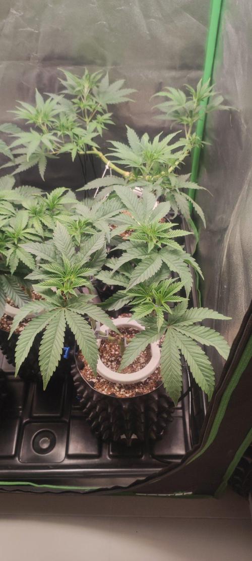 Gorilla Candy. Week 5