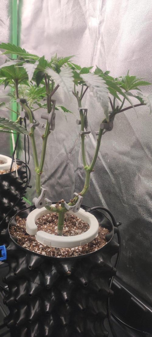 Gorilla Candy. Week 5