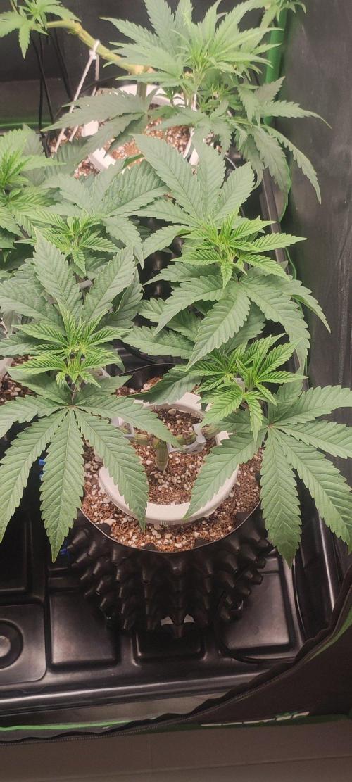 Gorilla Candy. Week 5