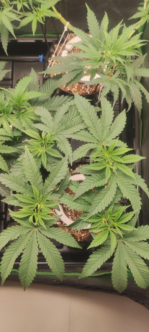 Gorilla Candy. Week 5