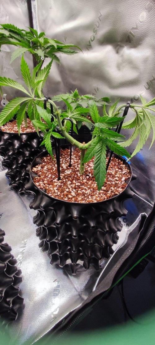 Wedding Cake. Week 5