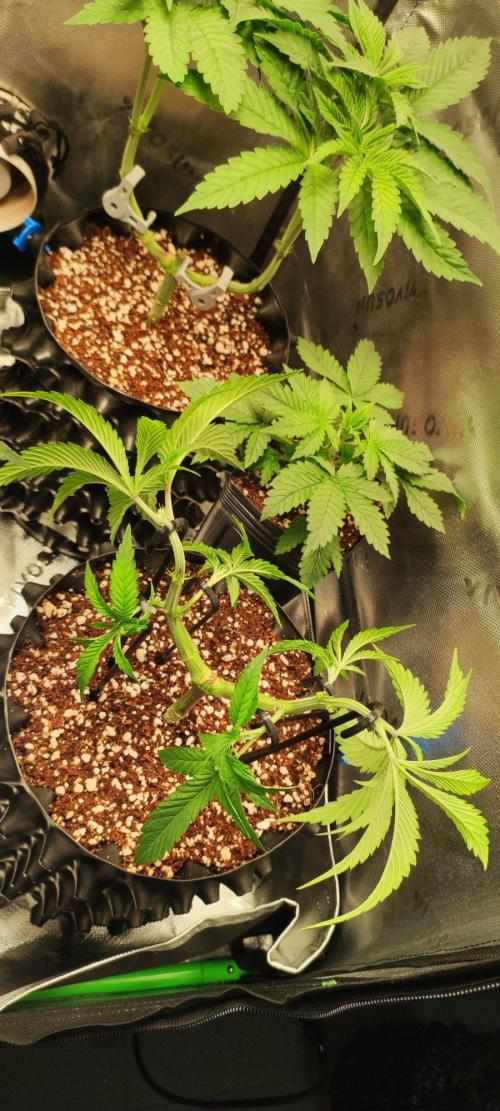 Wedding Cake. Week 5