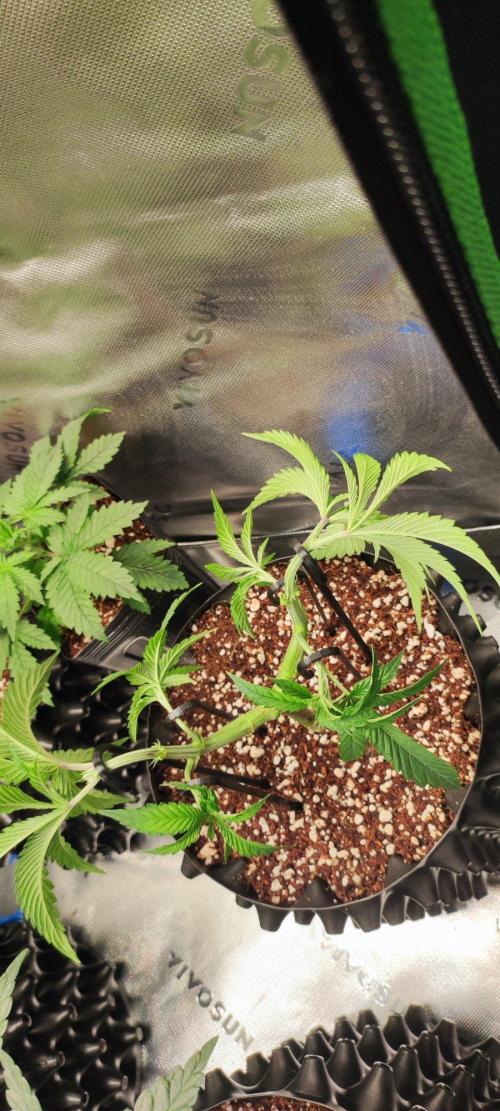 Wedding Cake. Week 5