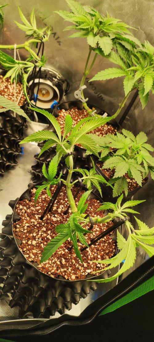 Wedding Cake. Week 5
