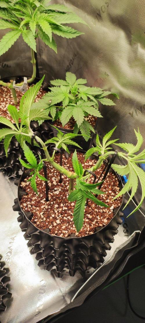Wedding Cake. Week 5