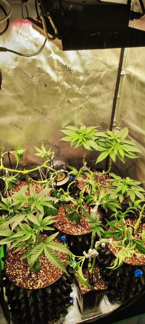 Wedding Cake. Week 5