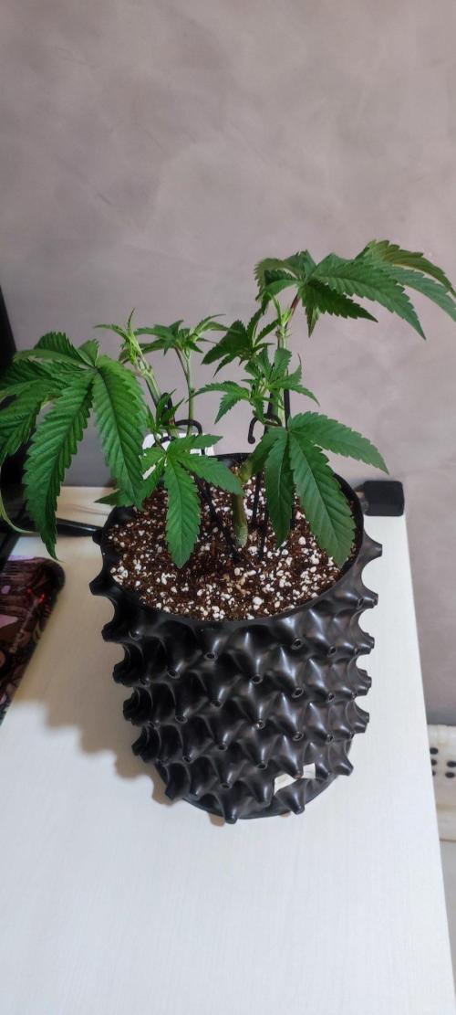 Wedding Cake. Week 5
