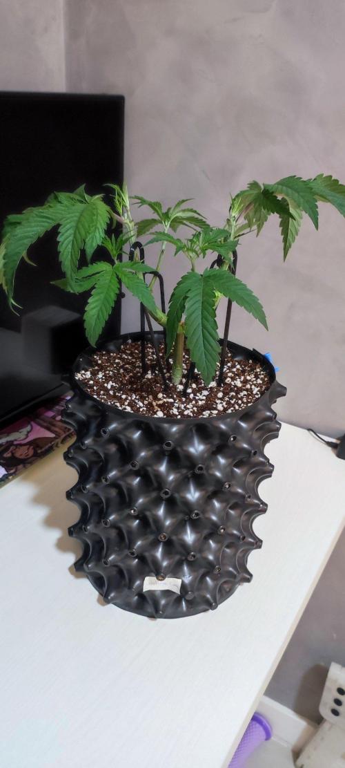 Wedding Cake. Week 5