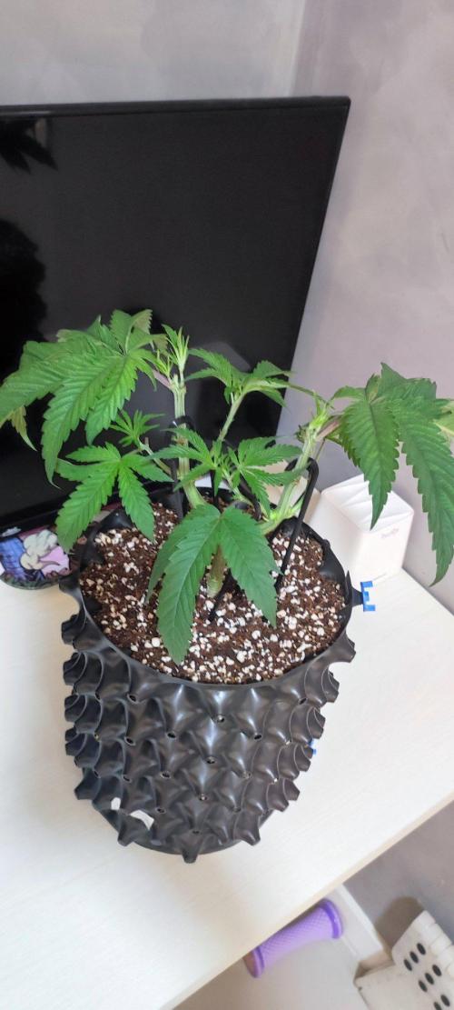 Wedding Cake. Week 5
