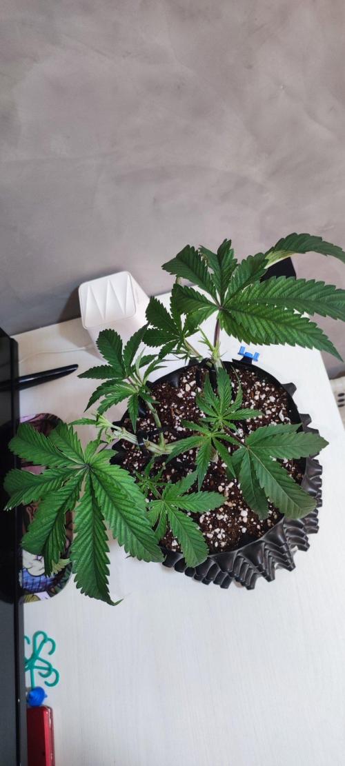 Wedding Cake. Week 5