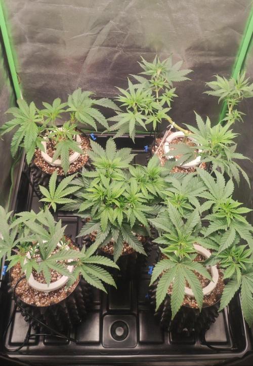 Wedding Cake. Week 5
