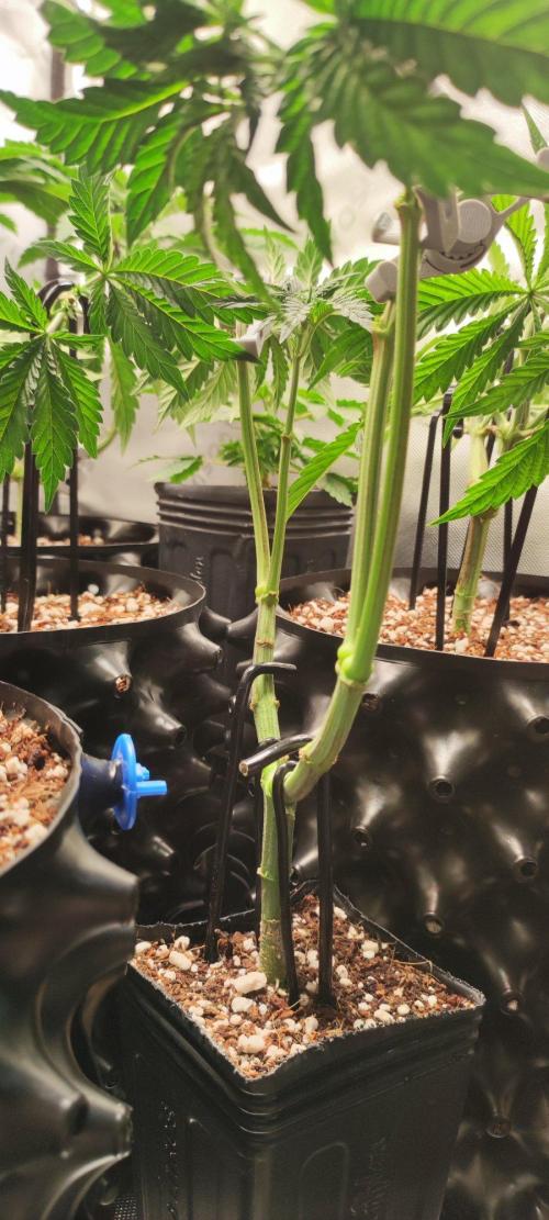 Grape Pie. Week 5
