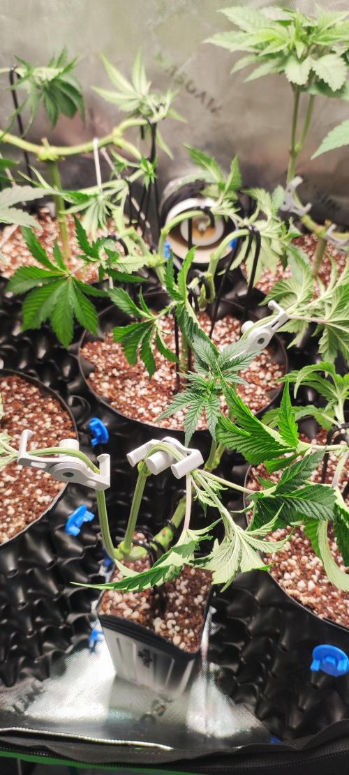 Grape Pie. Week 5