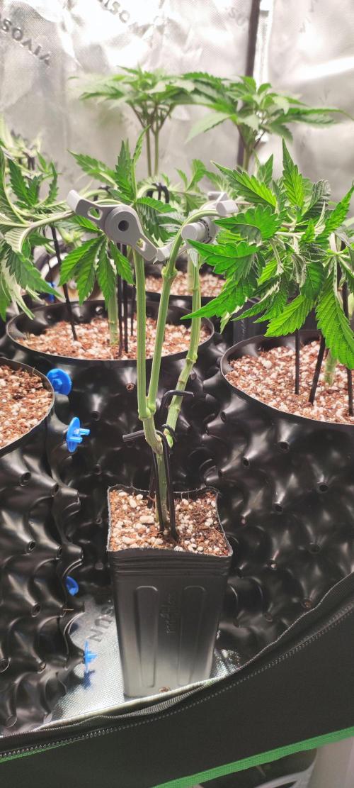 Grape Pie. Week 5