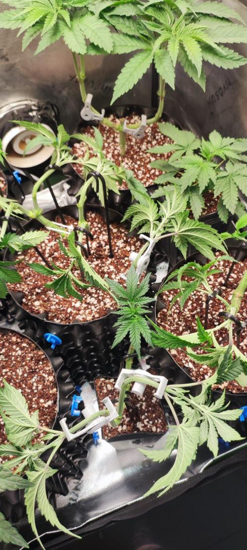 Grape Pie. Week 5