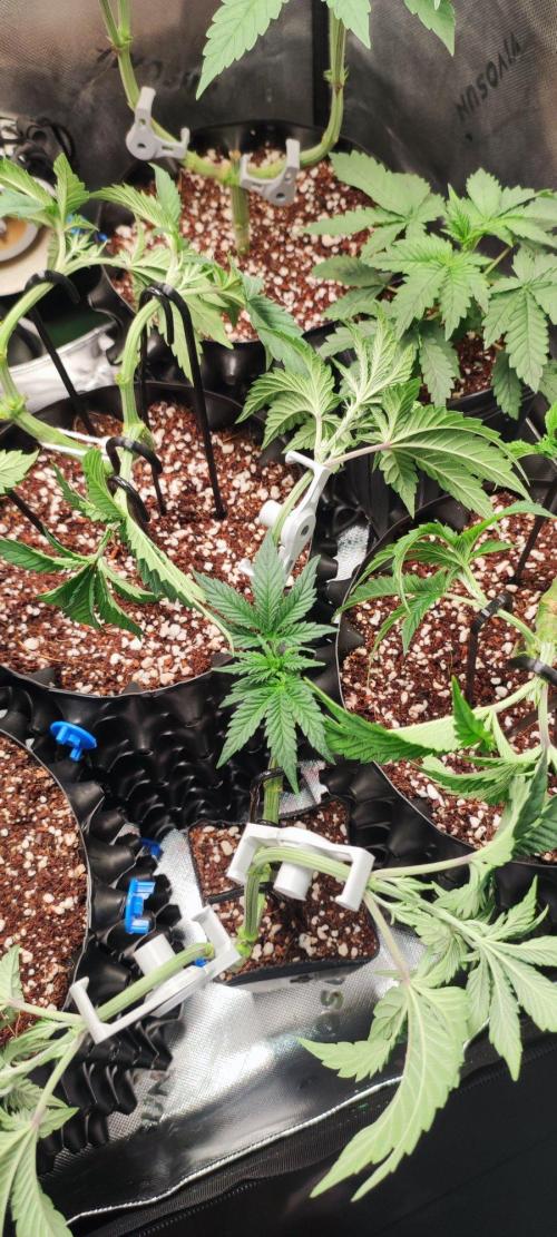 Grape Pie. Week 5