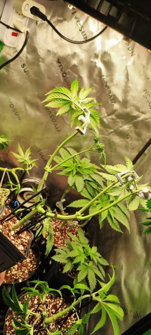 Grape Pie. Week 5
