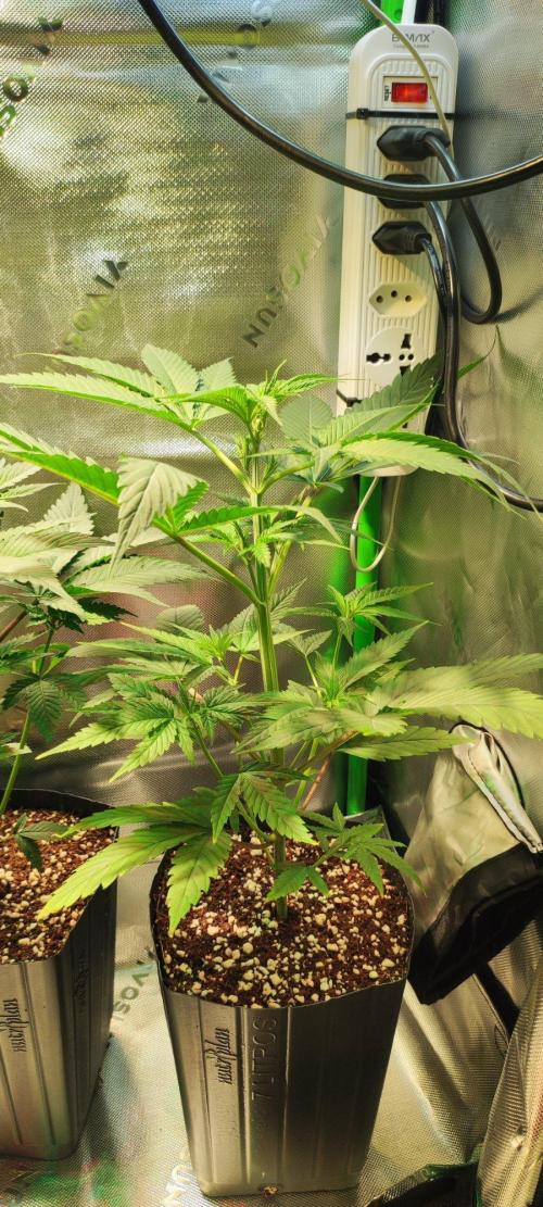 Skywalker Haze. Week 4