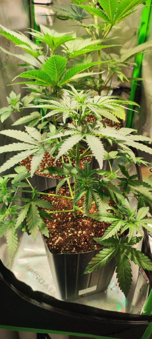 Grateful End OG. Week 4