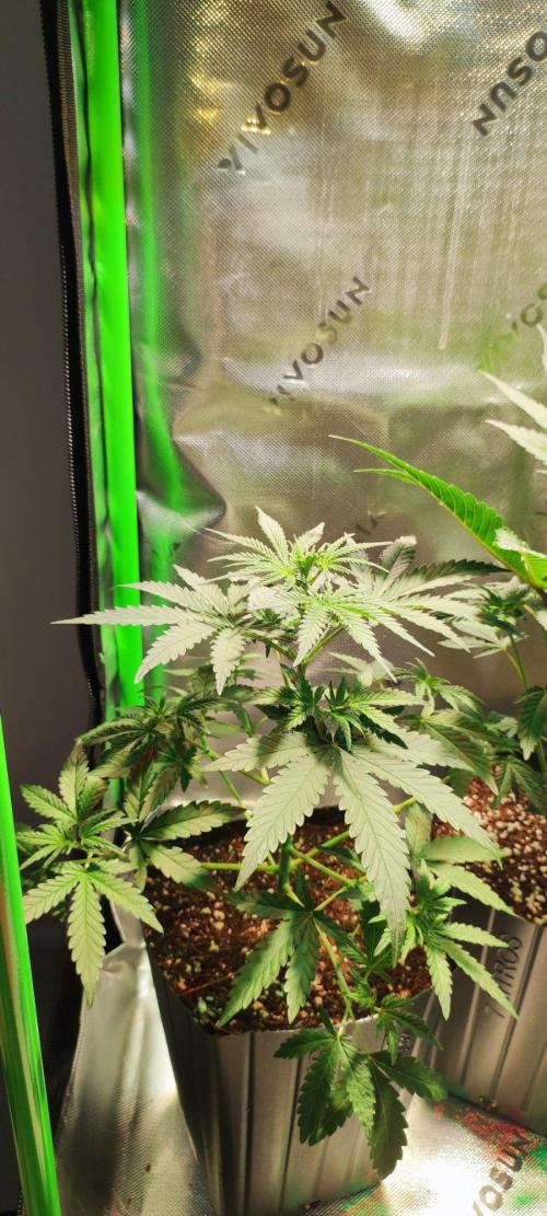 Grateful End OG. Week 4
