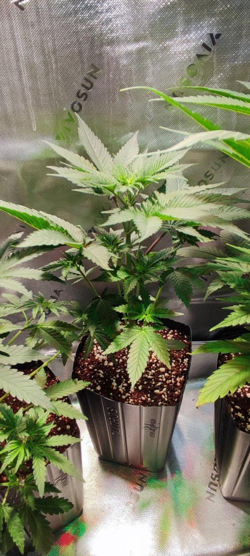 Blue Zushi. Week 4