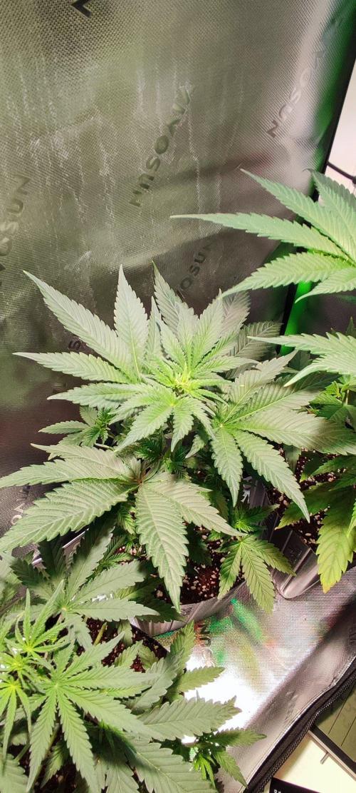 Blue Zushi. Week 4