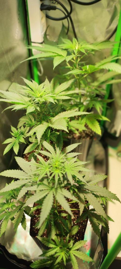 Blue Zushi. Week 4