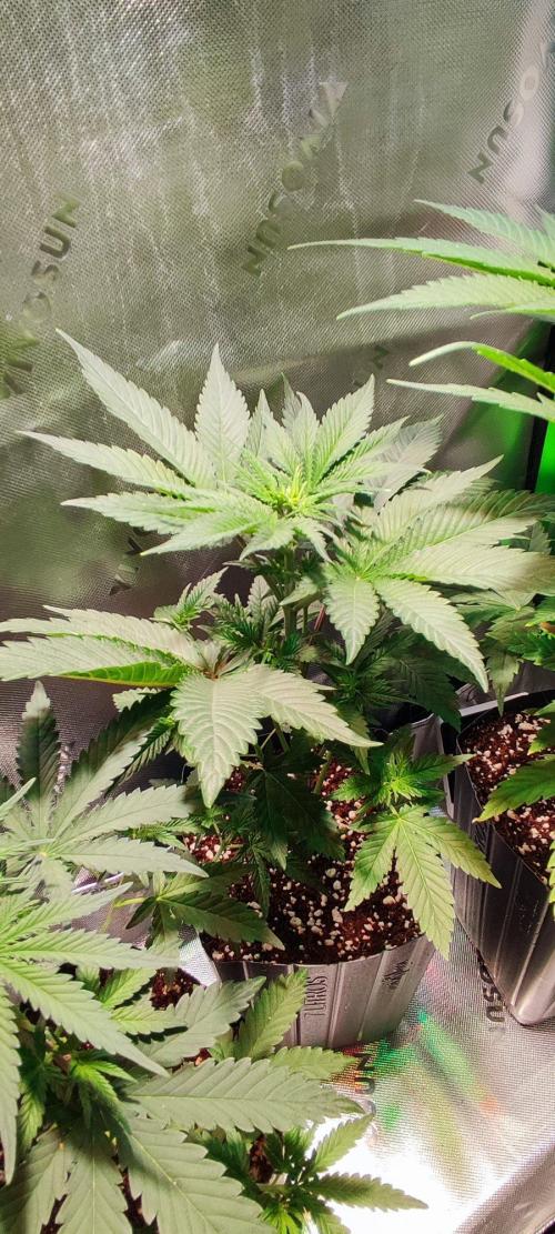 Blue Zushi. Week 4