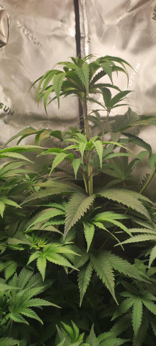 Skywalker Haze. Week 5